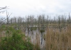 Duitsland Elly (52)
